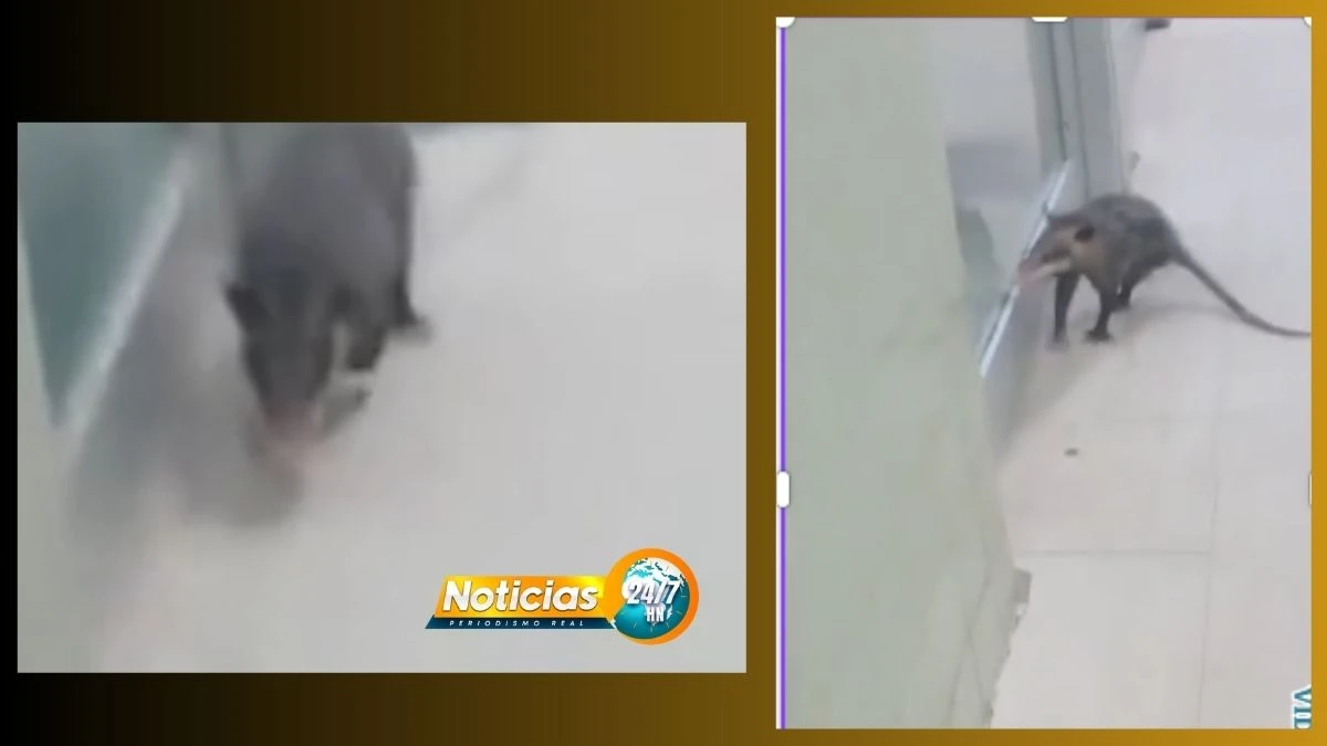 VIDEO ¿“En busca de consulta o medicina”? Tacuazín se mete al Catarino y se arma el susto