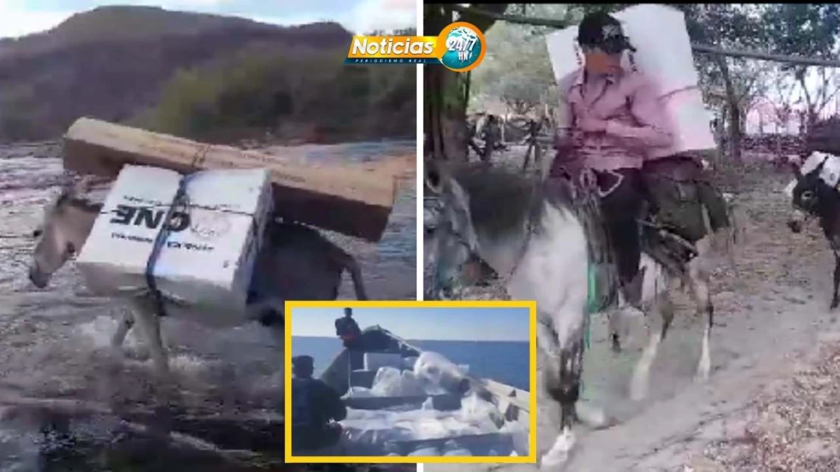 Video Ni Las Bestias Se Salvaron Maletas Electorales Fueron Trasladadas Tierra Adentro A Lomo De Burro Y Caballo